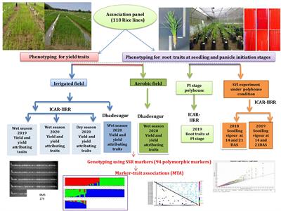 Genome-wide association studies in rice germplasm reveal significant genomic regions for root and yield-related traits under aerobic and irrigated conditions